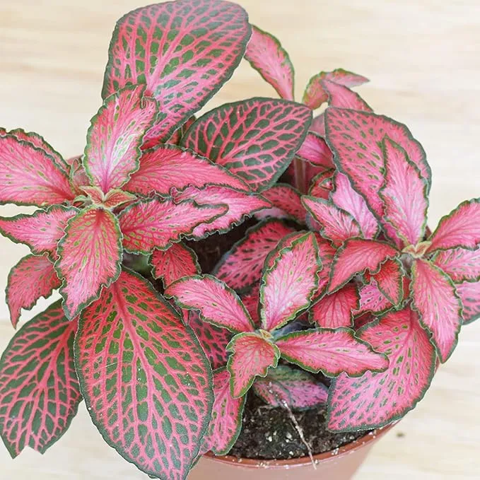 Fittonia Albivenis Seeds – Mixed Nerve Plant Variety with Stunning Foliage