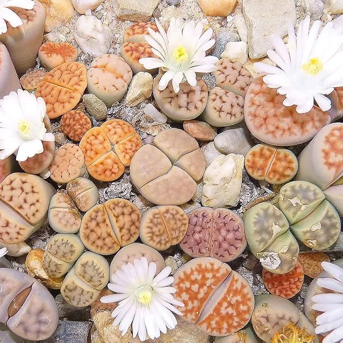 Living Stones (Lithops) Seeds, Unique Pebble Like Succulent Plants