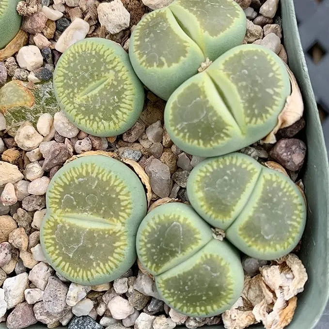 Living Stones (Lithops) Seeds, Unique Pebble Like Succulent Plants