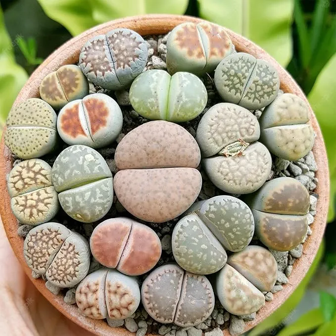 Living Stones (Lithops) Seeds, Unique Pebble Like Succulent Plants
