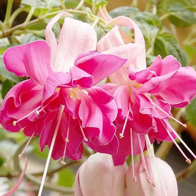Fuchsia Flower Seeds – Hummingbird-Friendly Garden Bloom