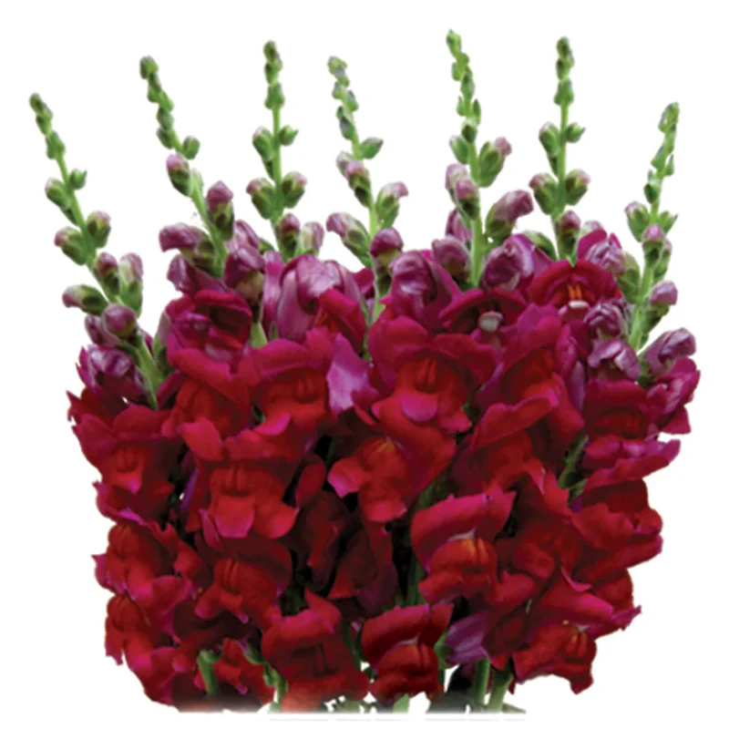 Chocolate Brown Snapdragon Flower Seeds – Rare & Elegant Blooms for Gardens