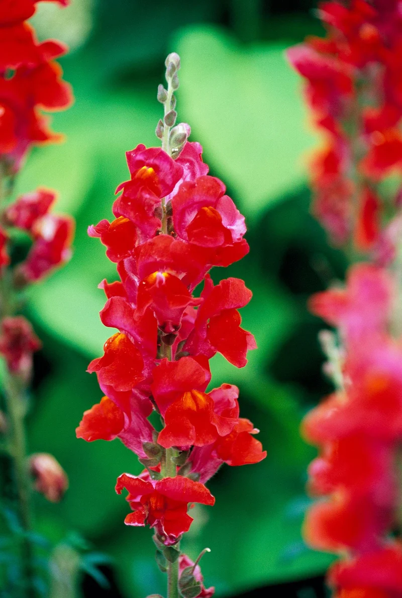 Rusty Red Snapdragon Flower Seeds – Bold & Unique Blooms for Vibrant Gardens