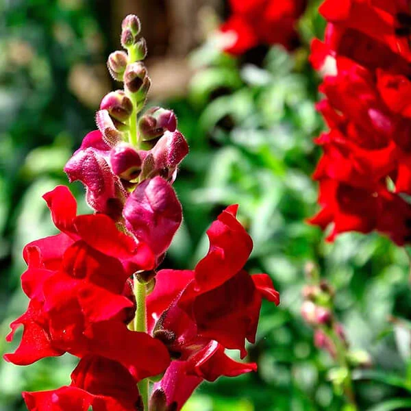 Rusty Red Snapdragon Flower Seeds – Bold & Unique Blooms for Vibrant Gardens