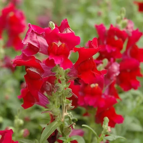 Rusty Red Snapdragon Flower Seeds – Bold & Unique Blooms for Vibrant Gardens