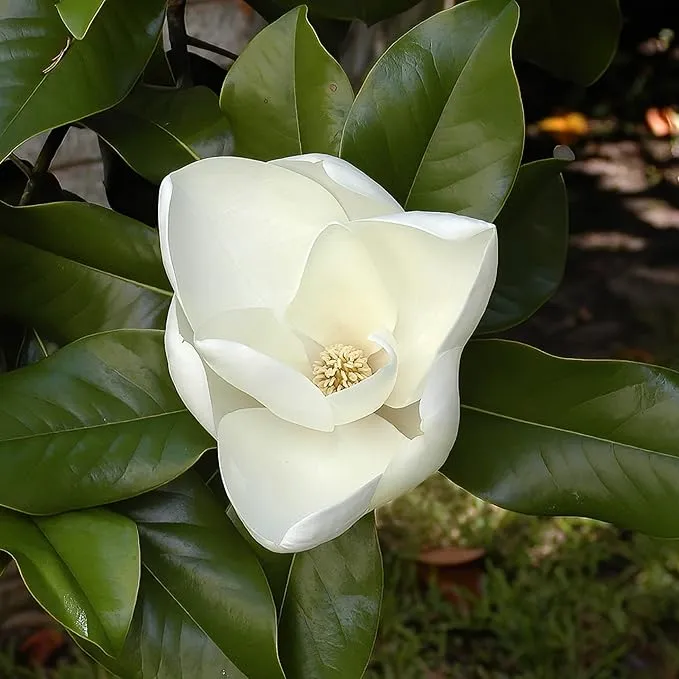 Magnolia Grandiflora Tree Seeds for Planting – Evergreen Flowering Shade Tree for Outdoor Gardens, Landscape Borders, Parks & Avenue Planting