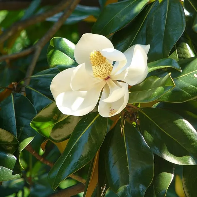 Magnolia Grandiflora Tree Seeds for Planting – Evergreen Flowering Shade Tree for Outdoor Gardens, Landscape Borders, Parks & Avenue Planting