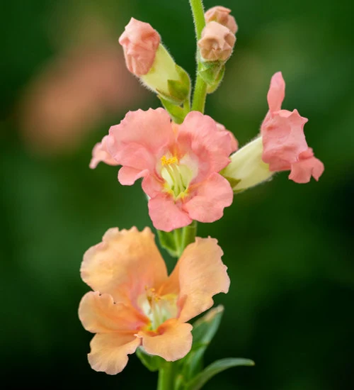 Salmon Snapdragon Seeds – Unique Vibrant Blooms for Garden Planting
