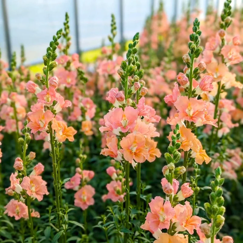 Salmon Snapdragon Seeds – Unique Vibrant Blooms for Garden Planting
