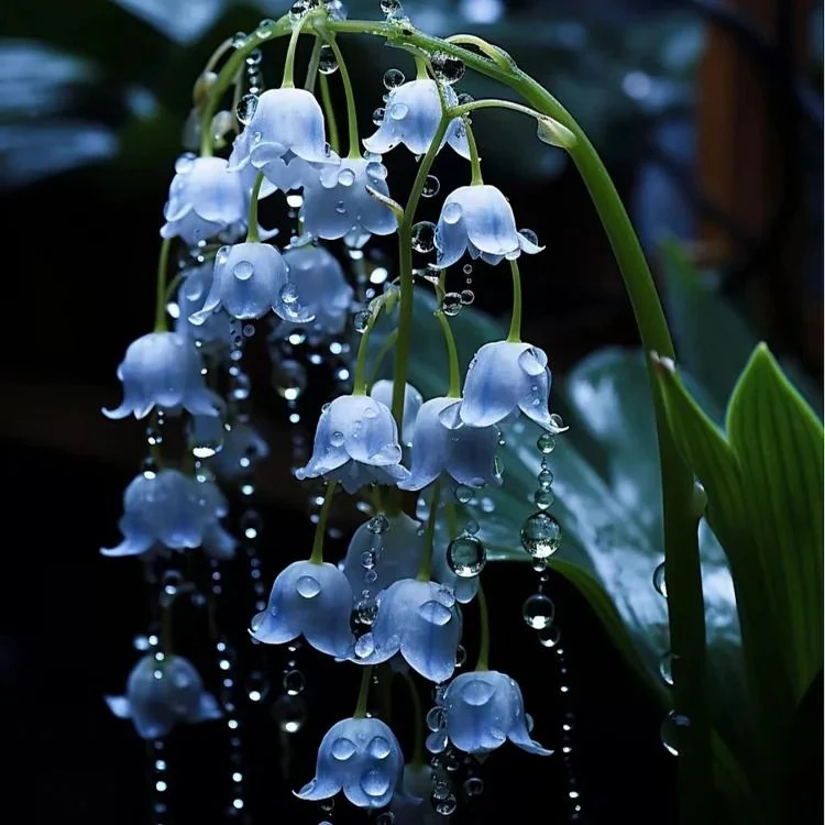 Blue Lily of the Valley Seeds, Rare and Elegant Perennial Flowers for Your Garden