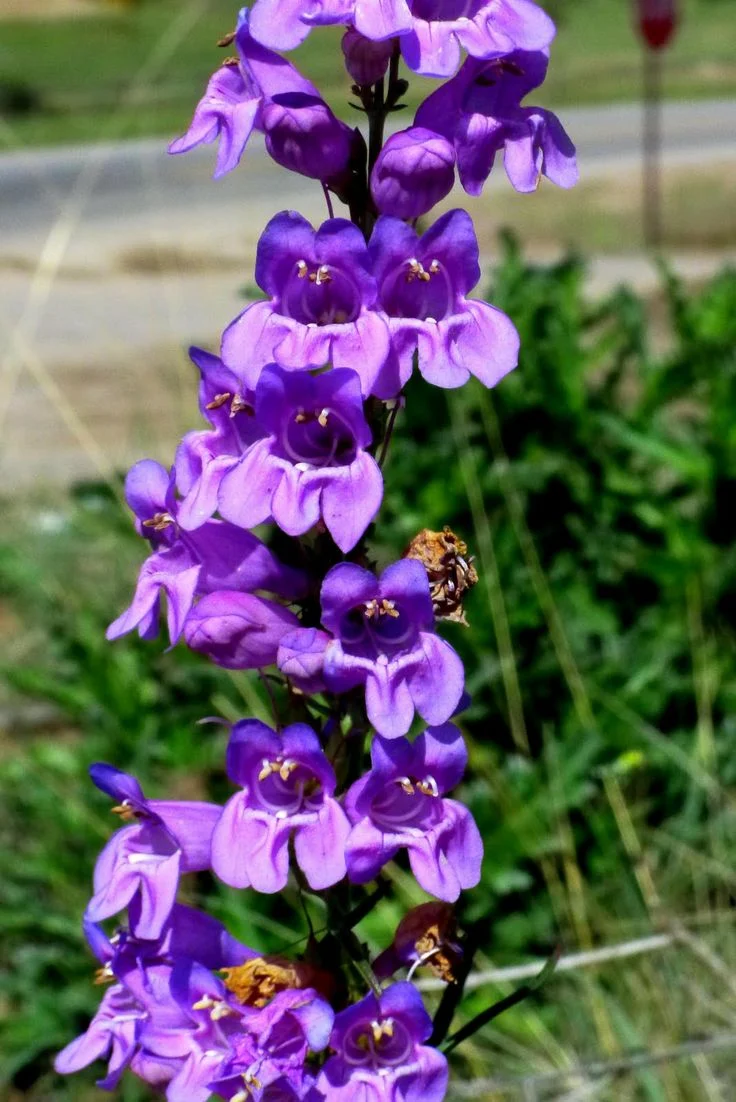 Purple Snapdragon Flower Seeds – Vibrant & Hardy Blooms for Your Garden