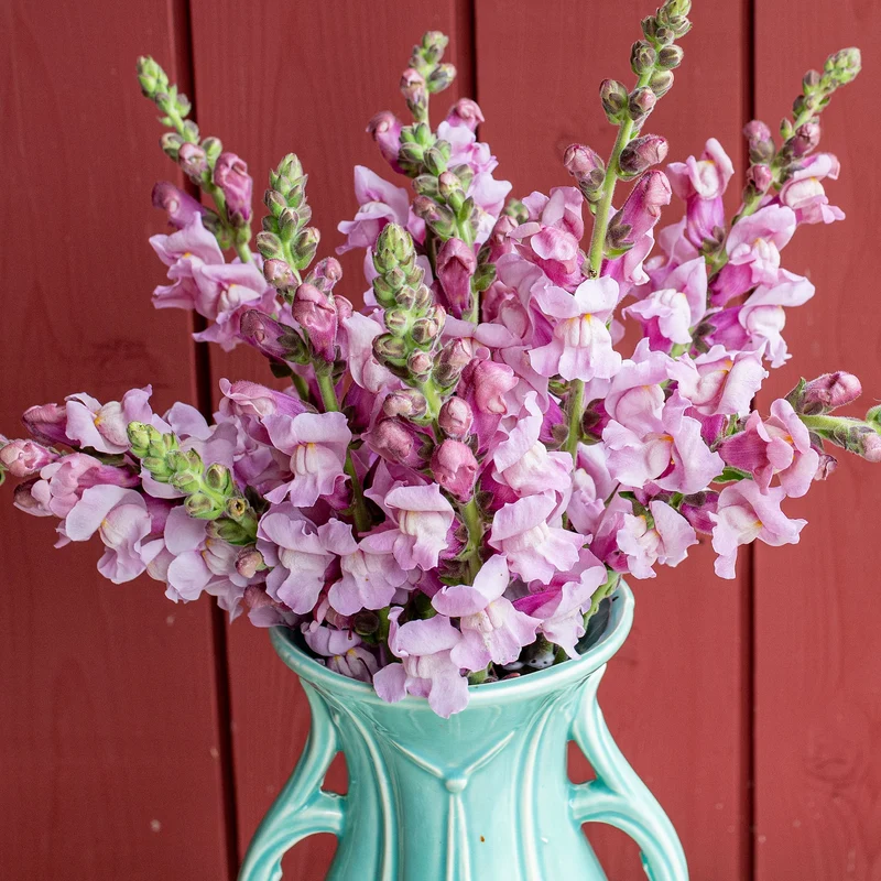 Lavender Snapdragon Flower Seeds – Elegant & Fragrant Blooms for Gardens