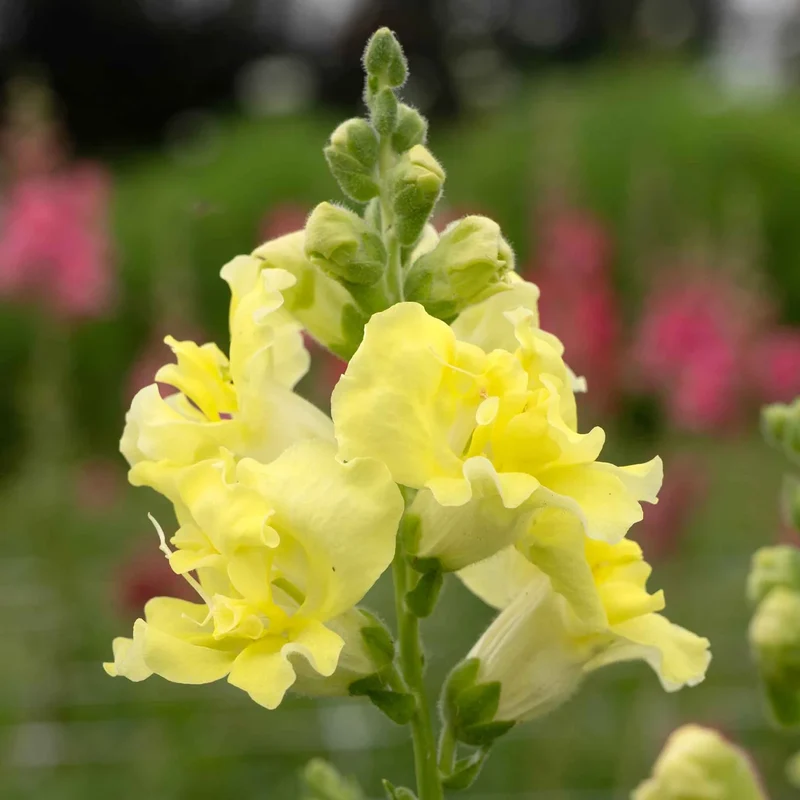 Lemon Yellow Snapdragon Flower Seeds – Bright & Cheerful Garden Blooms