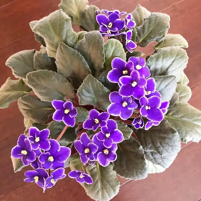 Mixed Color African Violet Seeds – Perennial Blooming Houseplant