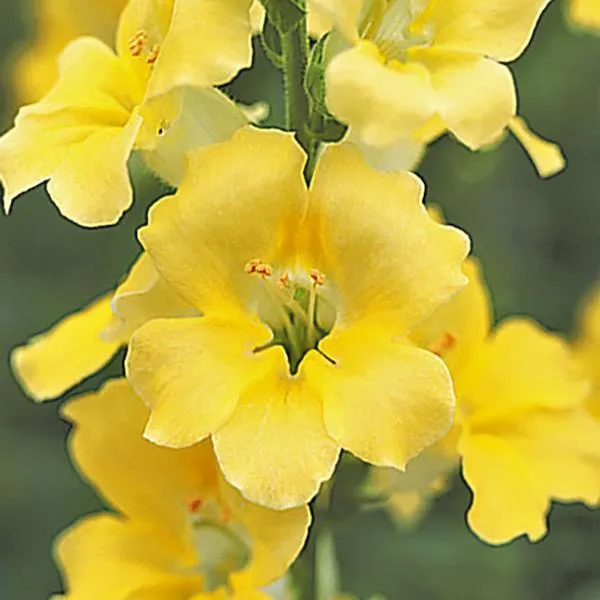 Golden Yellow Snapdragon Flower Seeds – Radiant Blooms for Vibrant Gardens