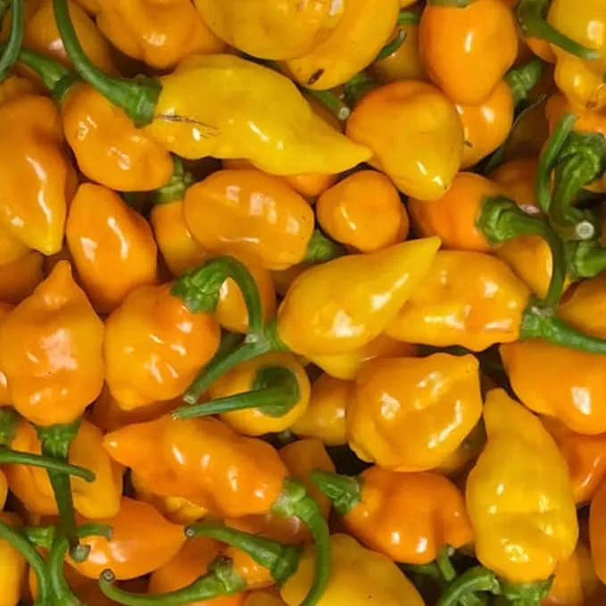 Datil Pepper Seeds For Planting