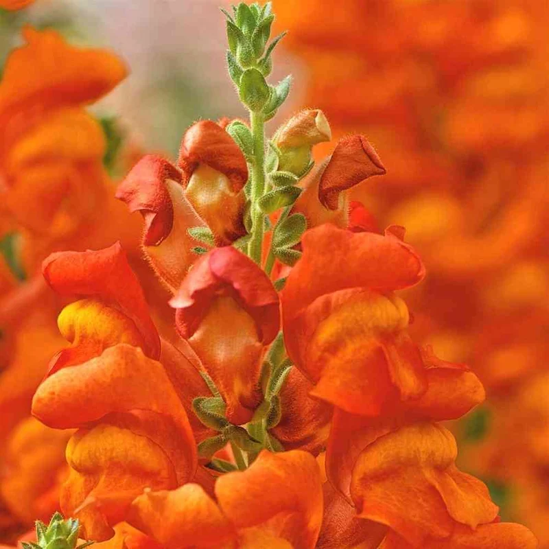 Bright Orange Snapdragon Flower Seeds – Vibrant, Fiery Blooms for Gardens