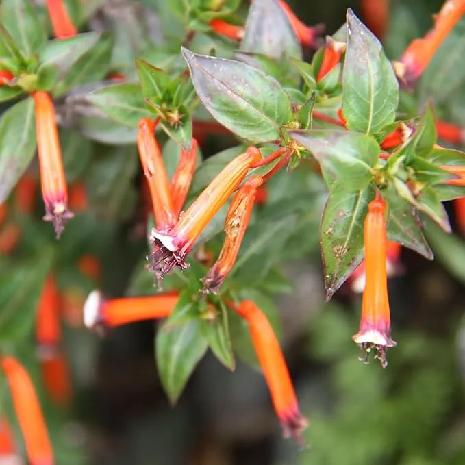 Cuphea Firecracker Plant Seeds – Vibrant Blooms, Deer Resistant, Pollinator Friendly