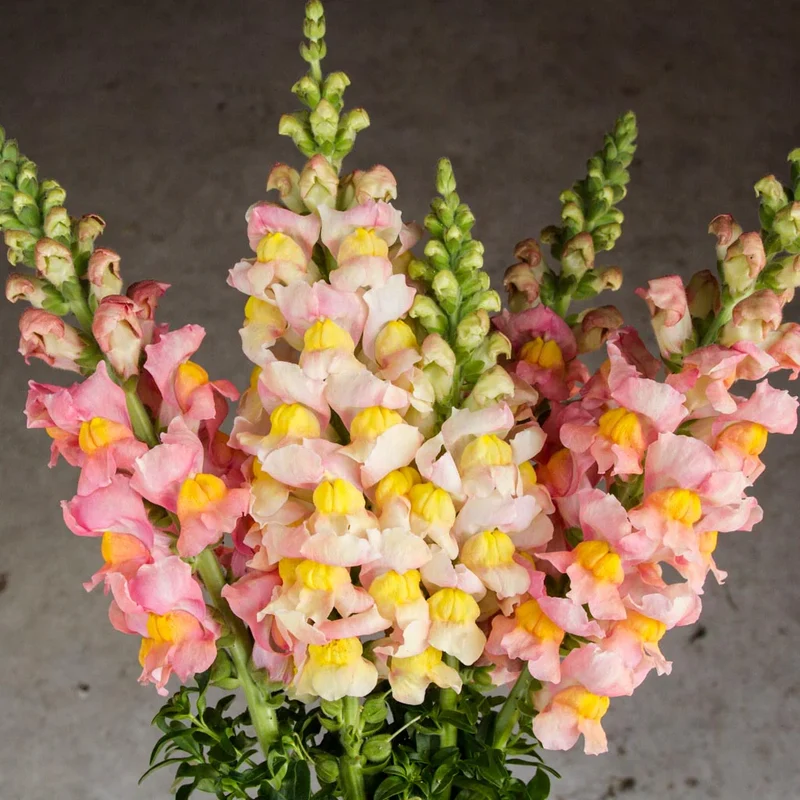 Apricot Snapdragon Seeds – Warm Elegant Garden Blooms