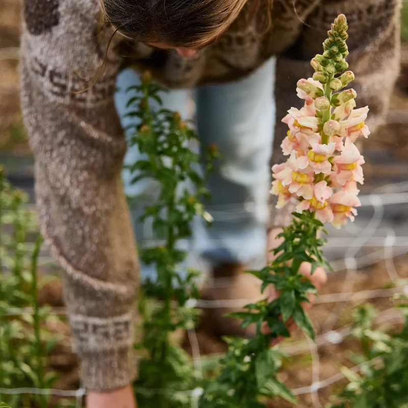 Apricot Snapdragon Seeds – Warm Elegant Garden Blooms