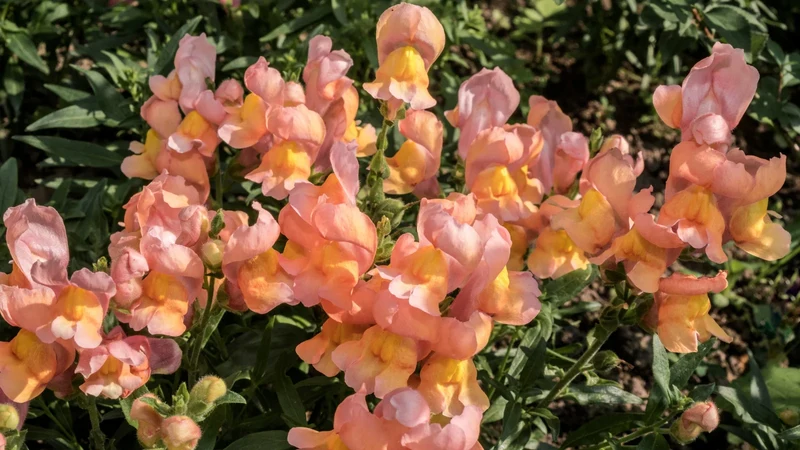 Apricot Snapdragon Seeds – Warm Elegant Garden Blooms