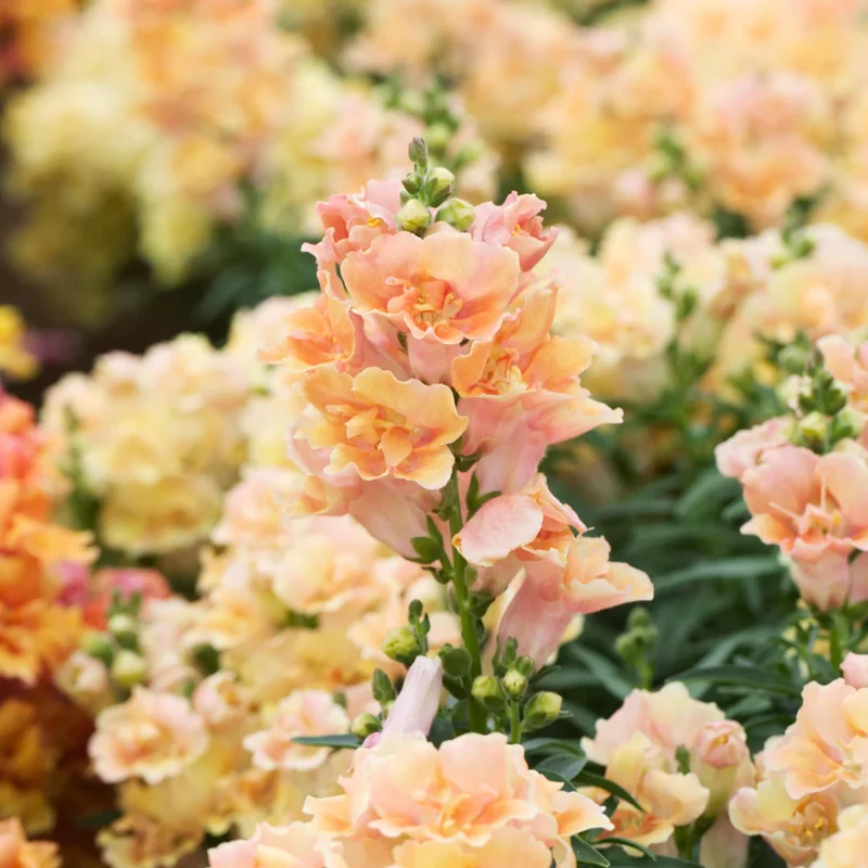 Peach Snapdragon Seeds – Soft Warm-Toned Garden Blooms