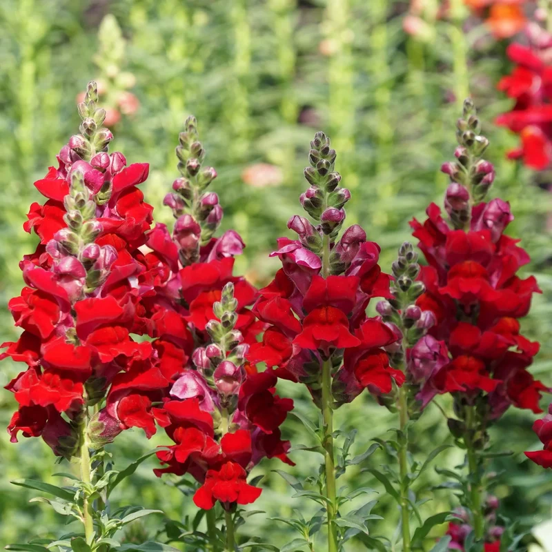 Deep Red Snapdragon Flower Seeds , Rich, Velvety Blooms for Your Garden