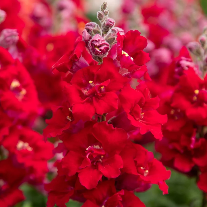 Deep Red Snapdragon Flower Seeds , Rich, Velvety Blooms for Your Garden