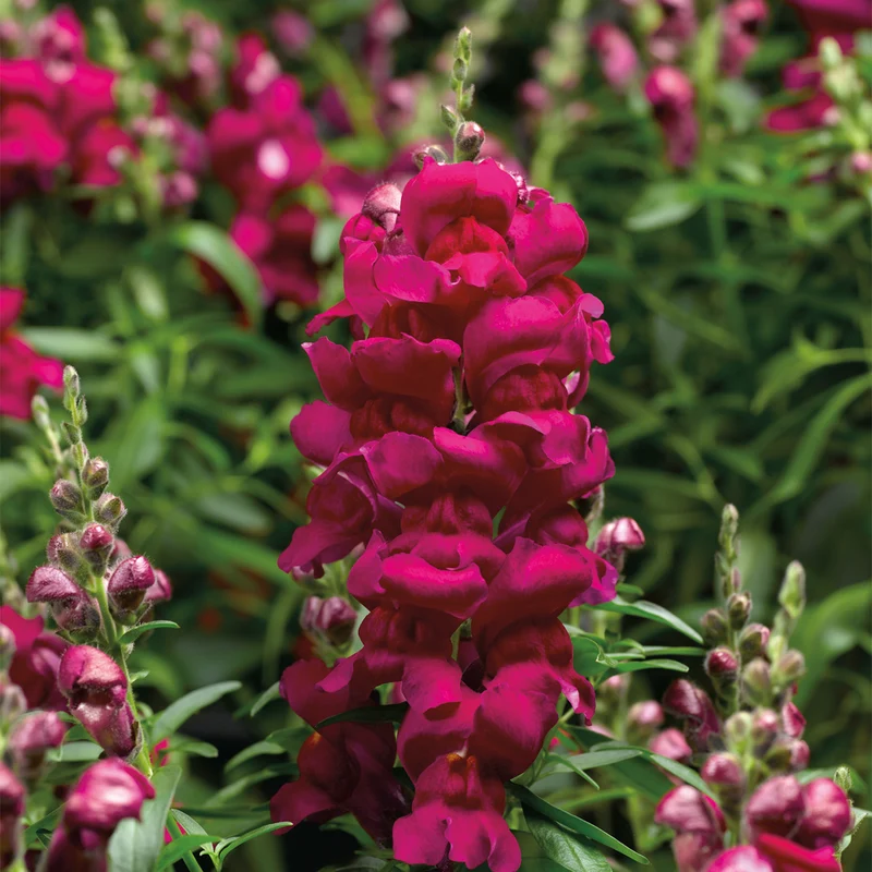 Magenta Snapdragon Flower Seeds , Bold & Vibrant Garden Blooms