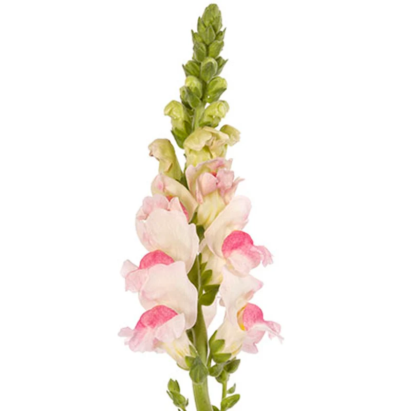 Soft Pink Snapdragon Flower Seeds , Delicate & Charming Blooms