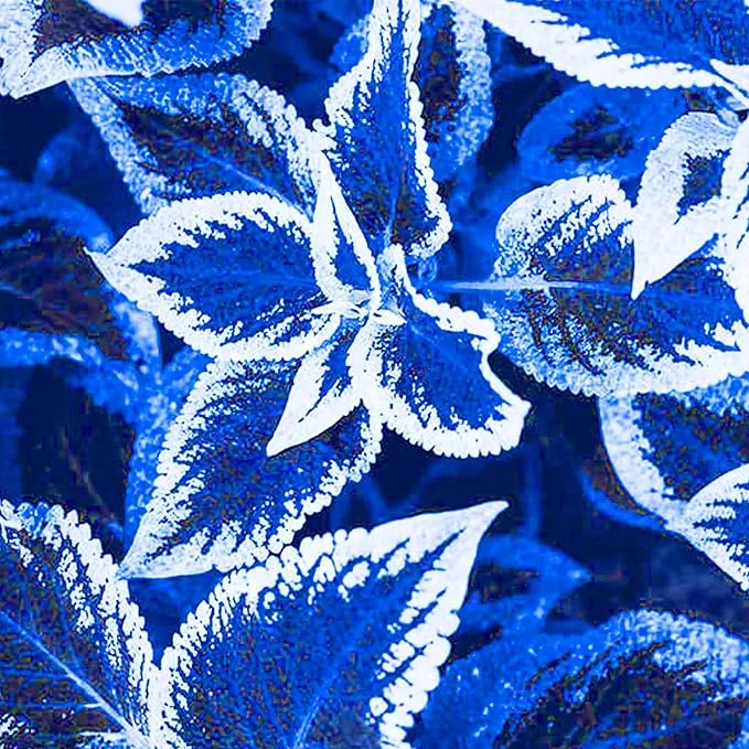 Blue White Coleus Seeds – Vibrant Two-Tone Foliage for Gardens & Containers