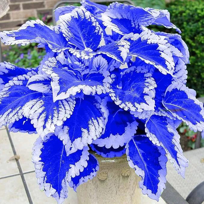 Blue White Coleus Seeds – Vibrant Two-Tone Foliage for Gardens & Containers