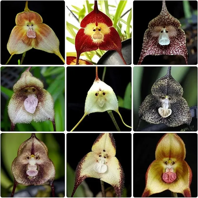 Mixed Monkey Orchid Flower Seeds For Planting