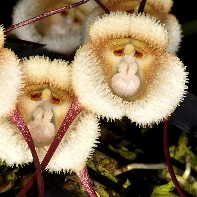 Mixed Monkey Orchid Flower Seeds For Planting