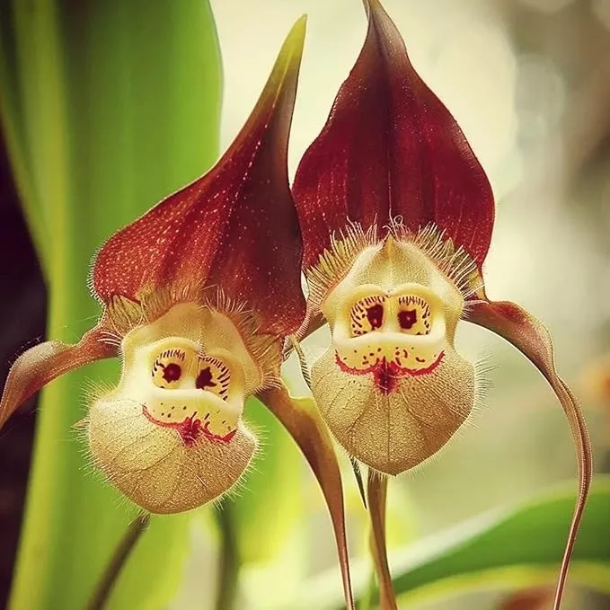 Mixed Monkey Orchid Flower Seeds For Planting