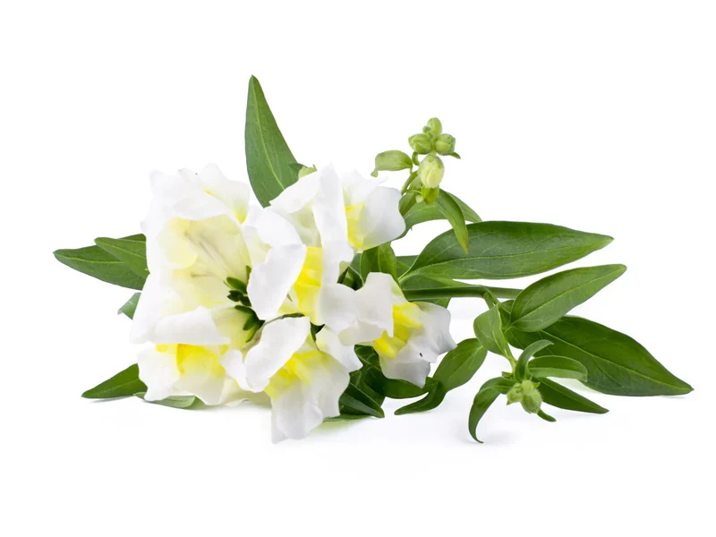 Pure White Snapdragon Flower Seeds, Elegant & Fragrant Blooms