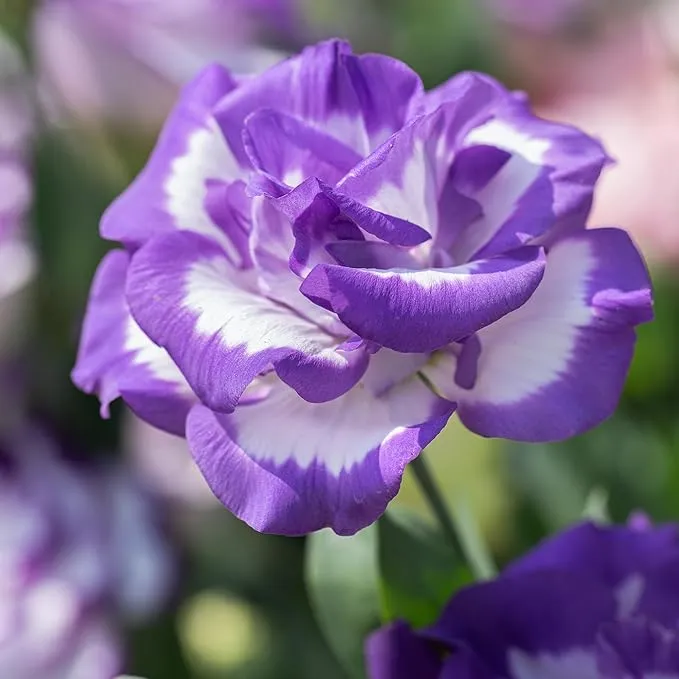 Purple White Lisianthus Seeds – Premium Garden Flower Variety
