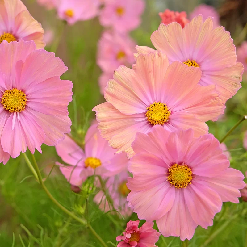 Peach & Rose Cosmos Seeds – Elegant Blooms for Garden Planting