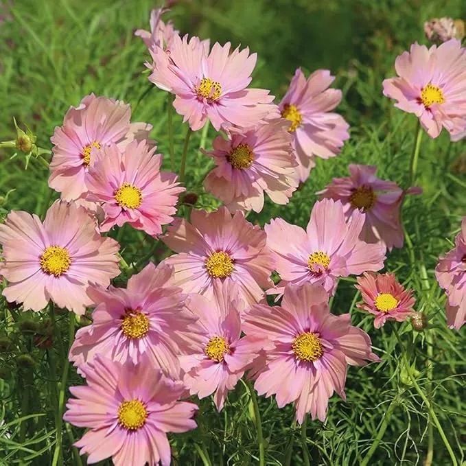 Peach & Rose Cosmos Seeds – Elegant Blooms for Garden Planting