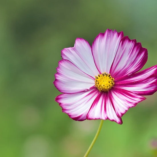 Pink & White Cosmos Flower Seeds ,Beautiful Bicolor Blooms for Gardens