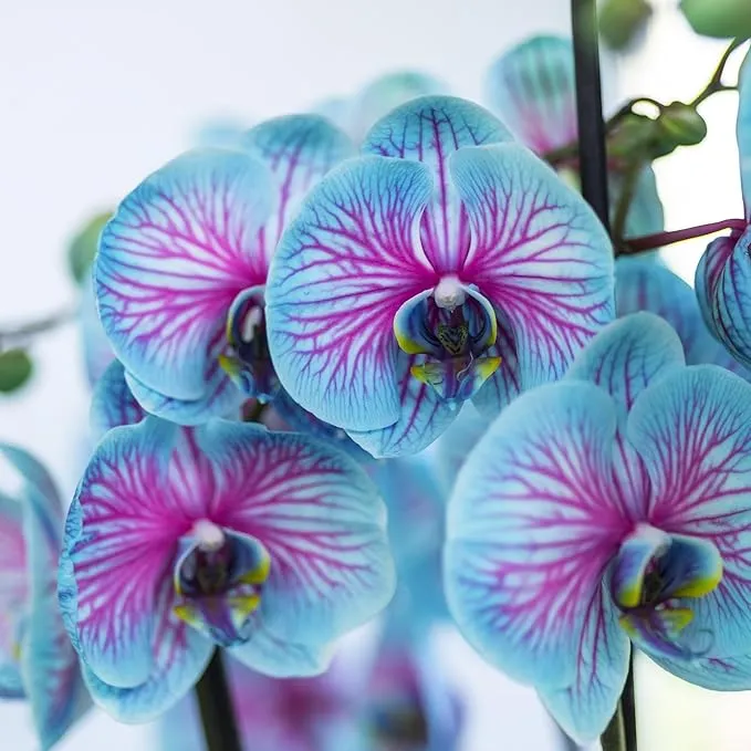 Phalaenopsis Orchid Seeds, Rare Blue And Pink Blooms
