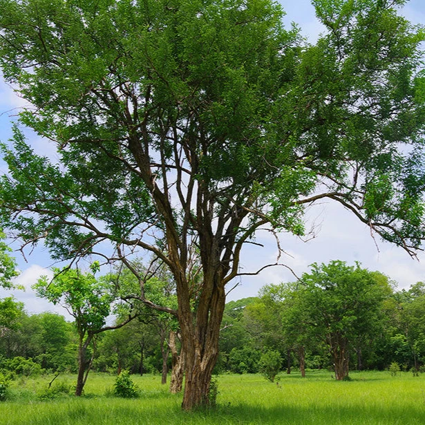 African Blackwood Seeds – Premium Rare Timber Tree Seeds for Skilled Growers