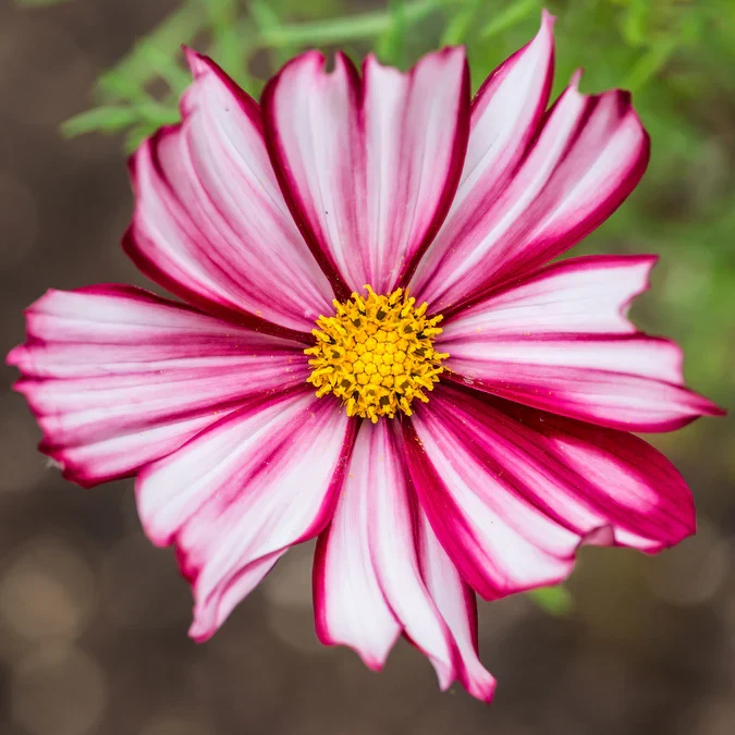 Red & White Cosmos Flower Seeds , Stunning Bicolor Blooms for Gardens