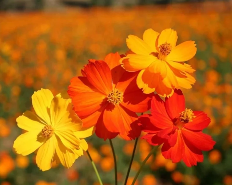 Bright Orange Cosmos Flower Seeds , Vibrant Blooms for a Stunning Garden