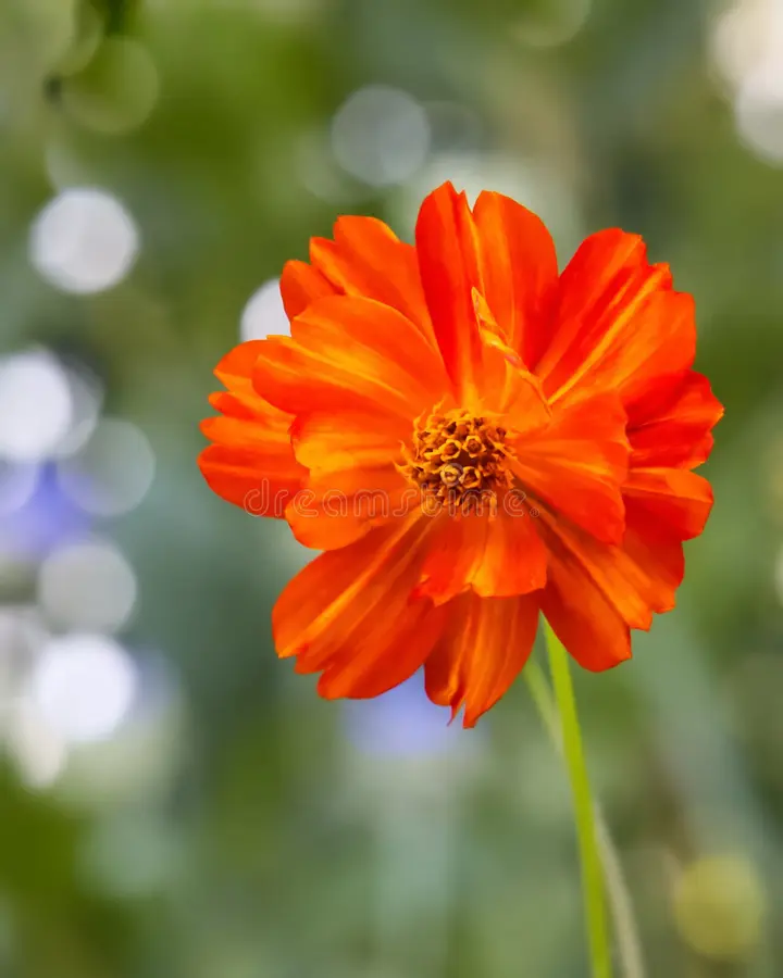 Bright Orange Cosmos Flower Seeds , Vibrant Blooms for a Stunning Garden