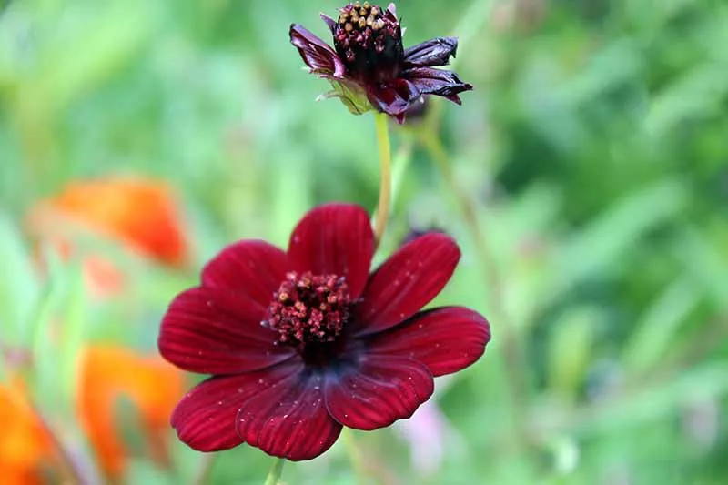 Burgundy Red Cosmos Flower Seeds – Rich Velvety Blooms for Garden Planting