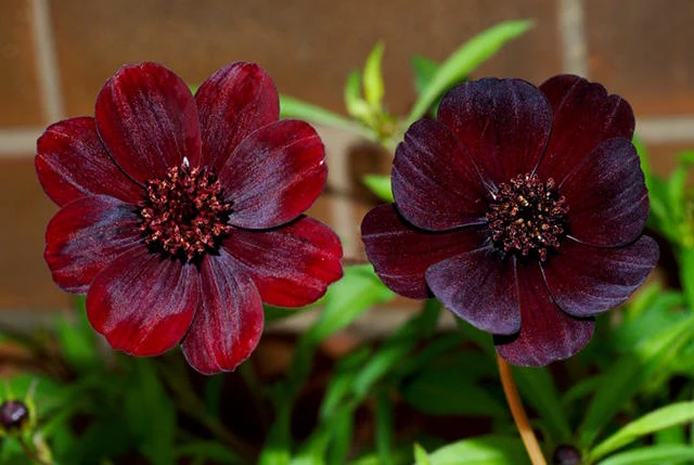 Burgundy Red Cosmos Flower Seeds – Rich Velvety Blooms for Garden Planting