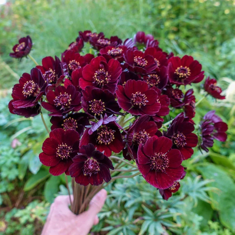 Burgundy Red Cosmos Flower Seeds – Rich Velvety Blooms for Garden Planting