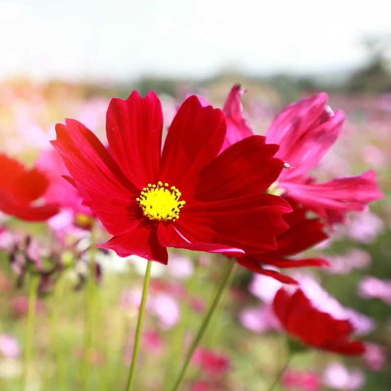 Deep Red Cosmos Flower Seeds, Bold & Striking Blooms for Your Garden