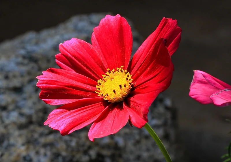Deep Red Cosmos Flower Seeds, Bold & Striking Blooms for Your Garden